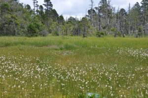 Wilderness International