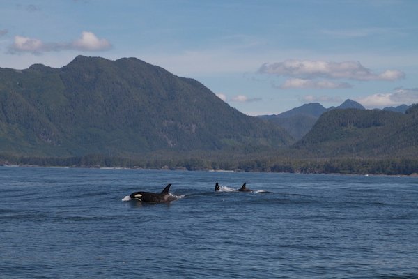 Wilderness International