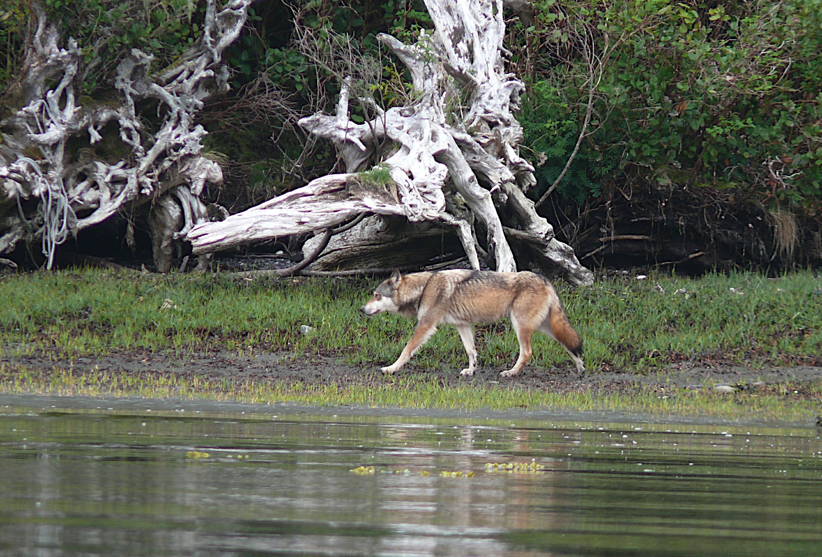 Wilderness International