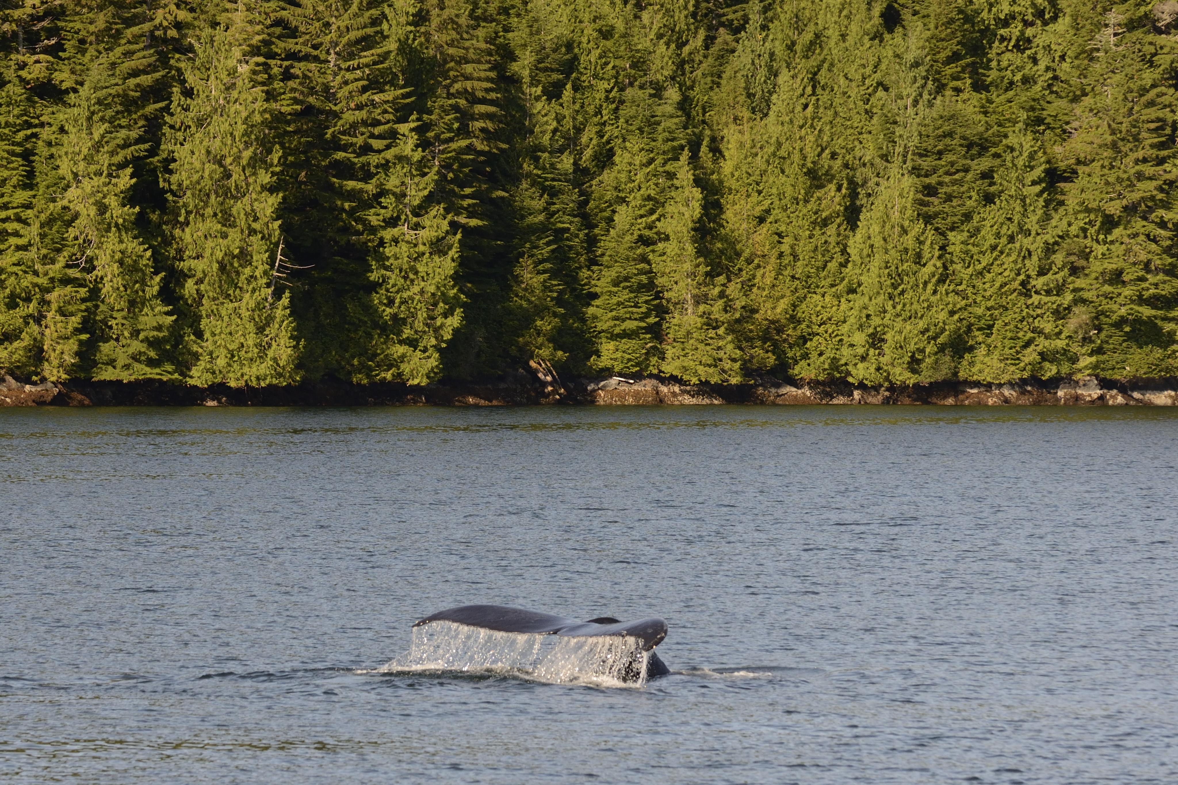 Wilderness International