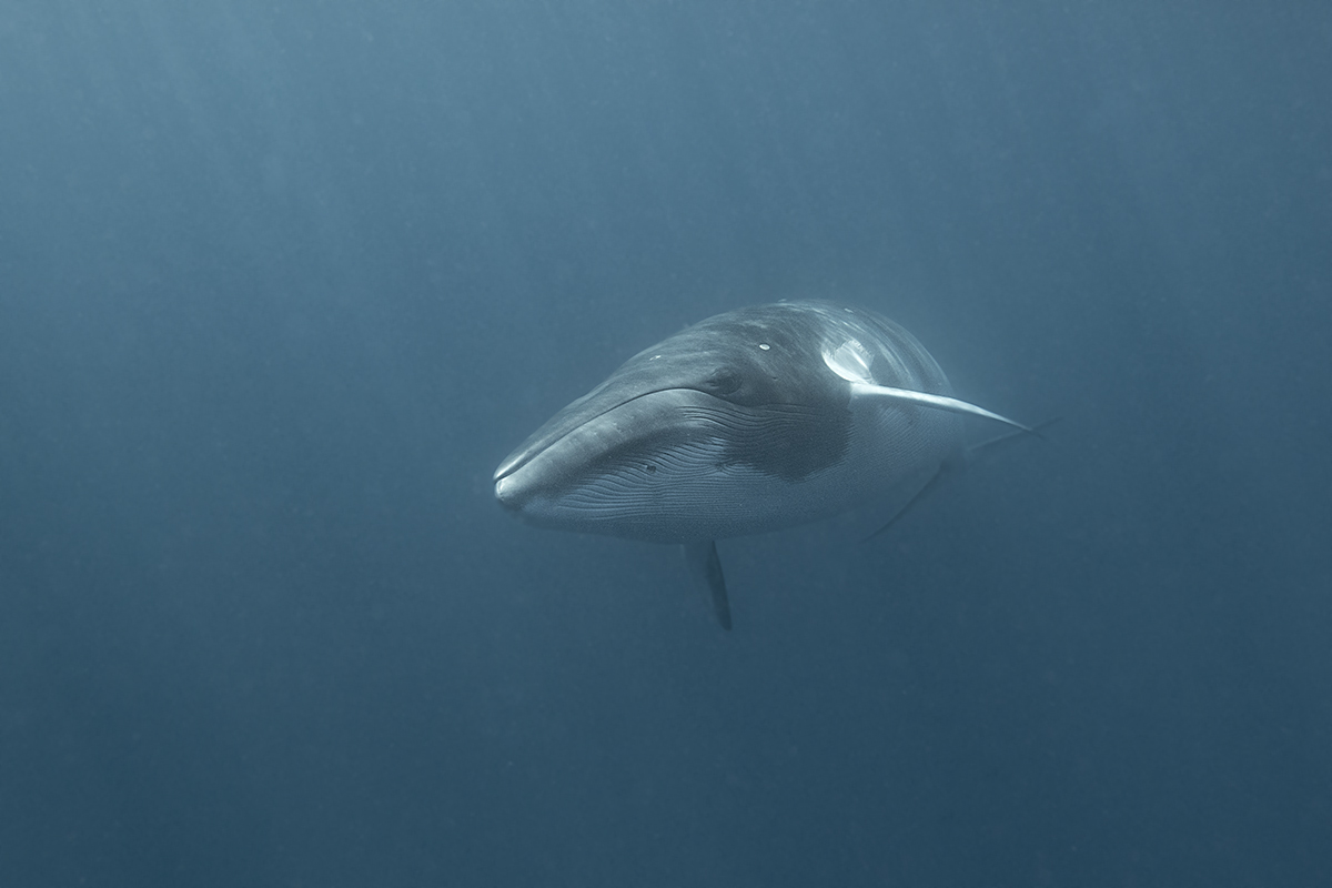 Wilderness International