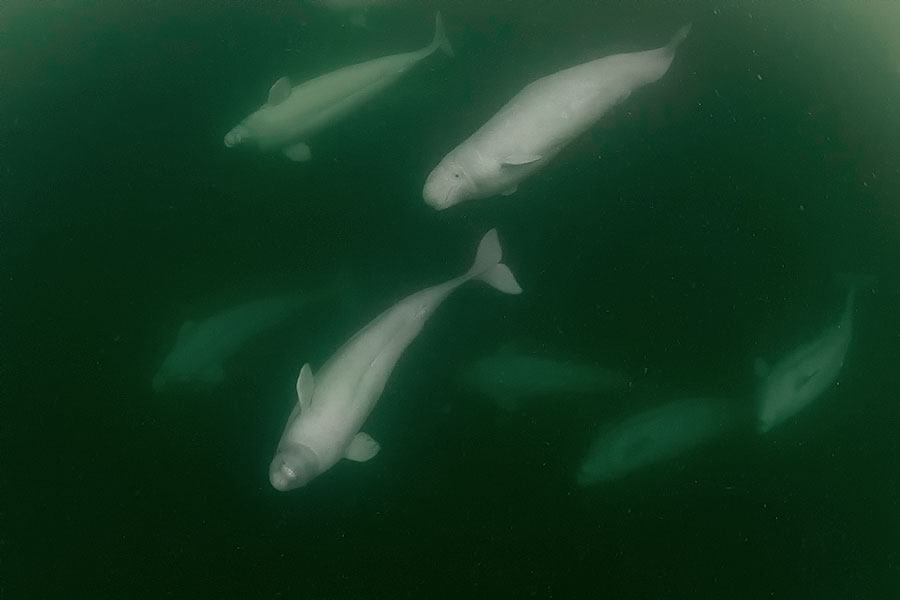 Wilderness International