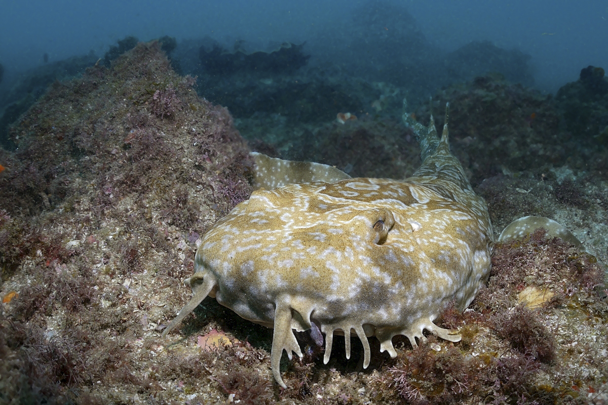 Wilderness International