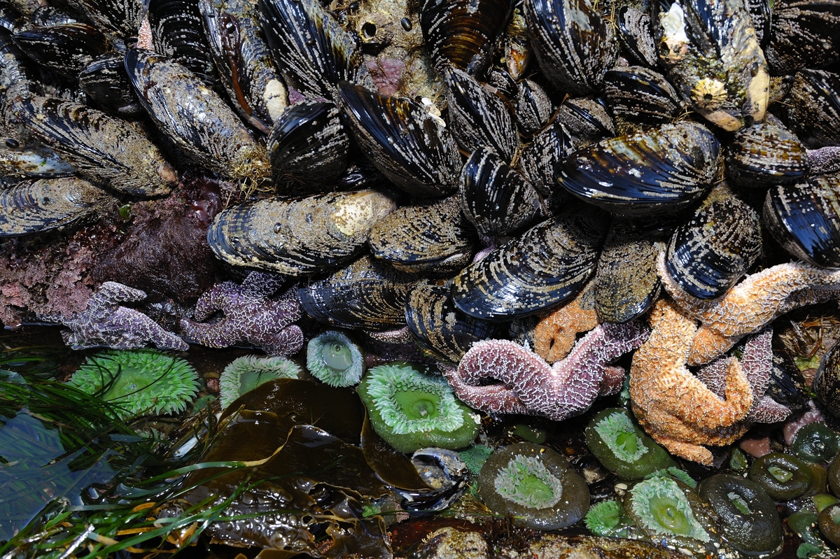 Wilderness International