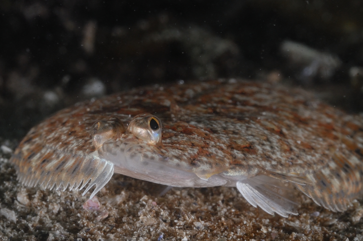 Wilderness International