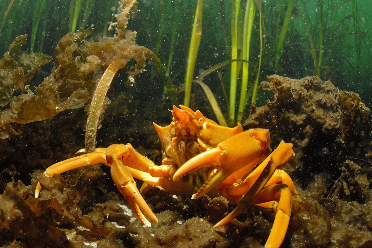 Wilderness International