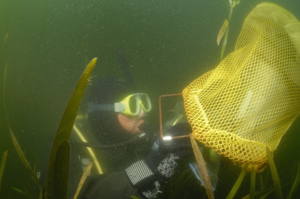 Wilderness International