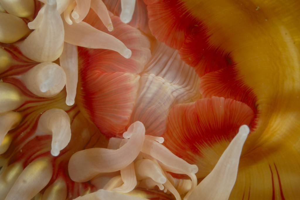 Wilderness International