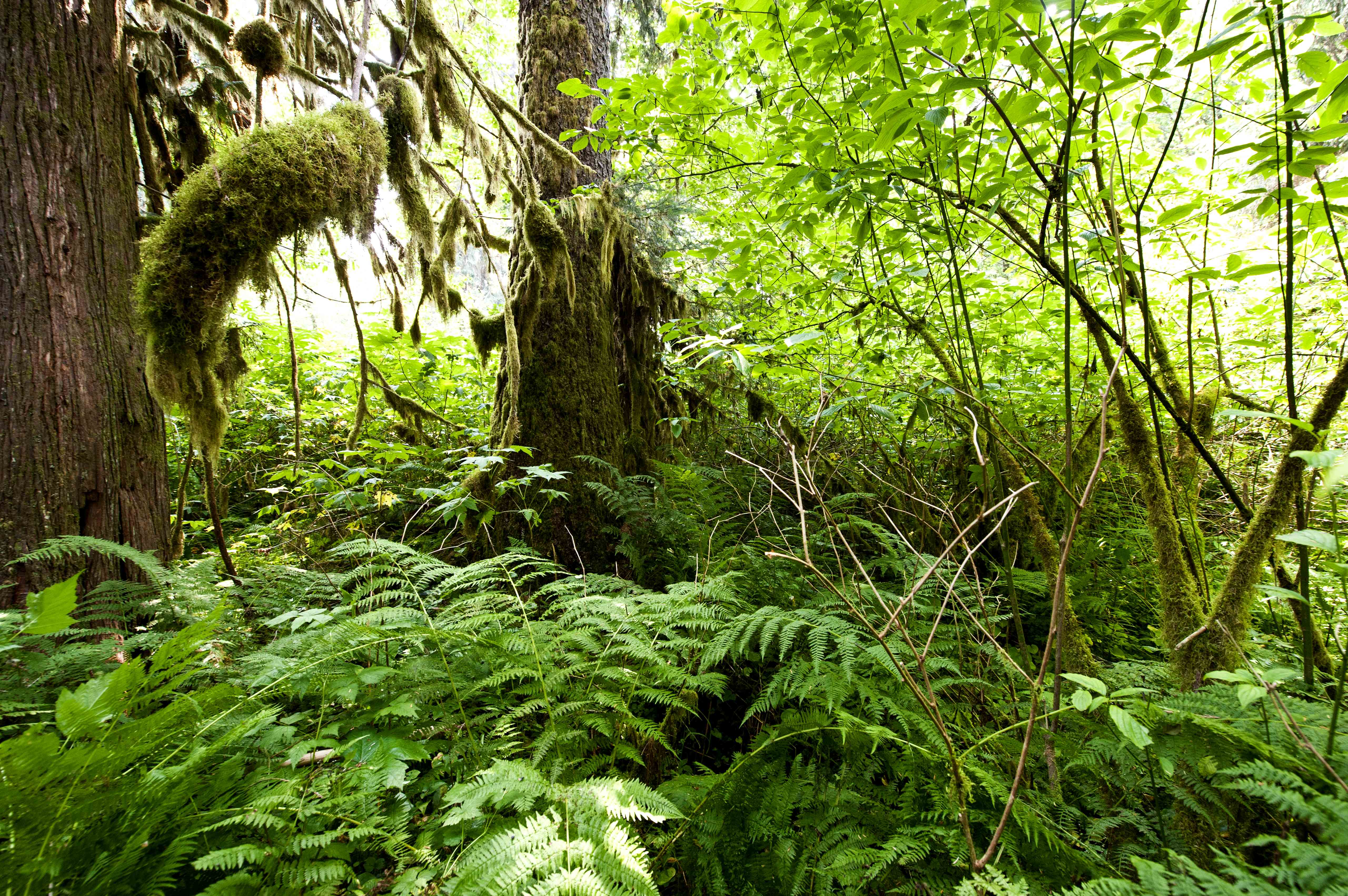 Wilderness International