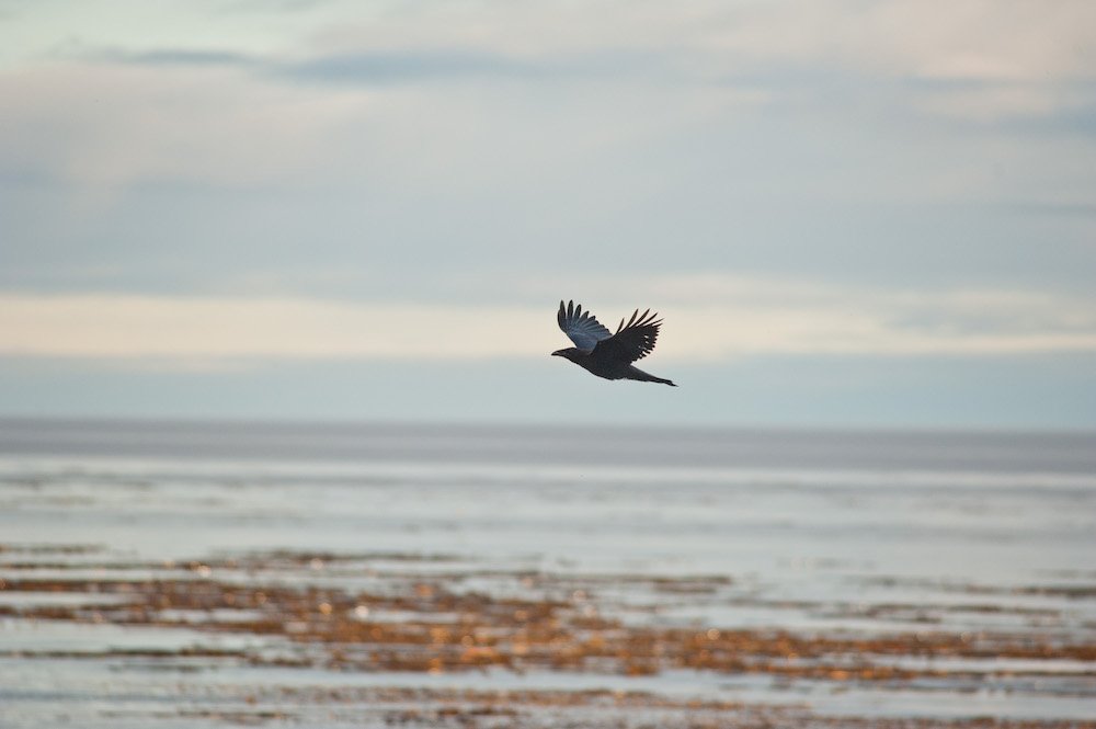 Wilderness International