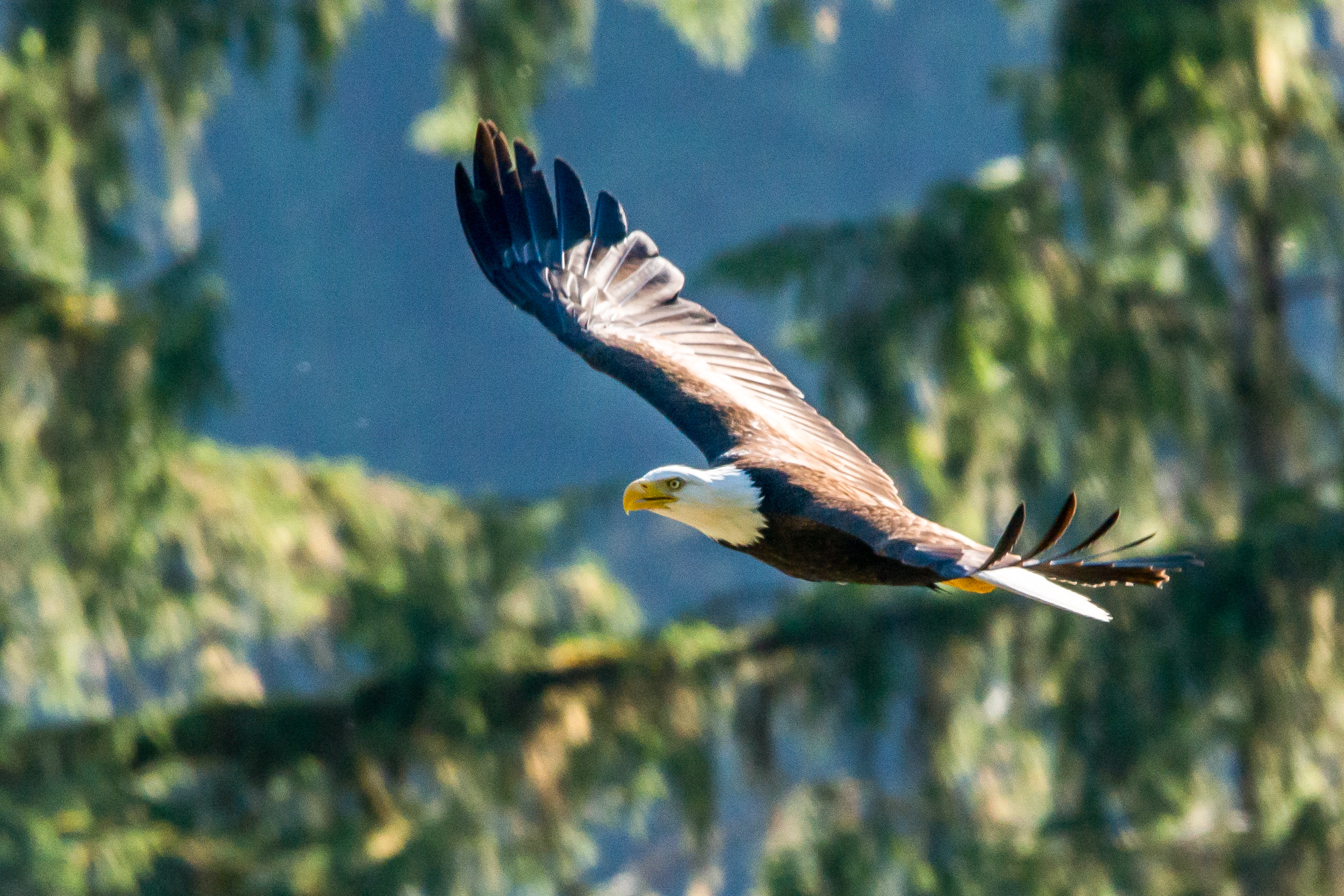 Wilderness International