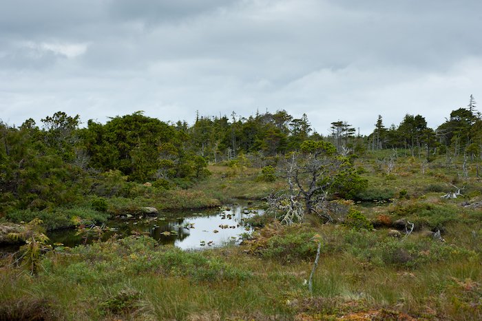 Wilderness International