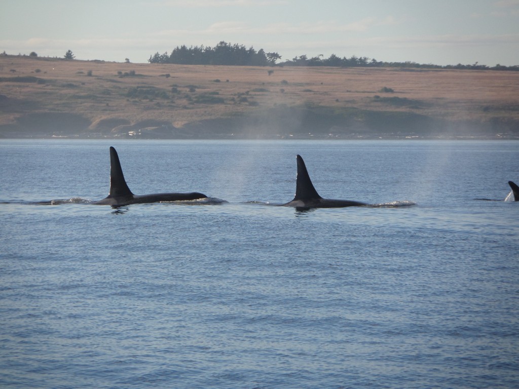 Wilderness International