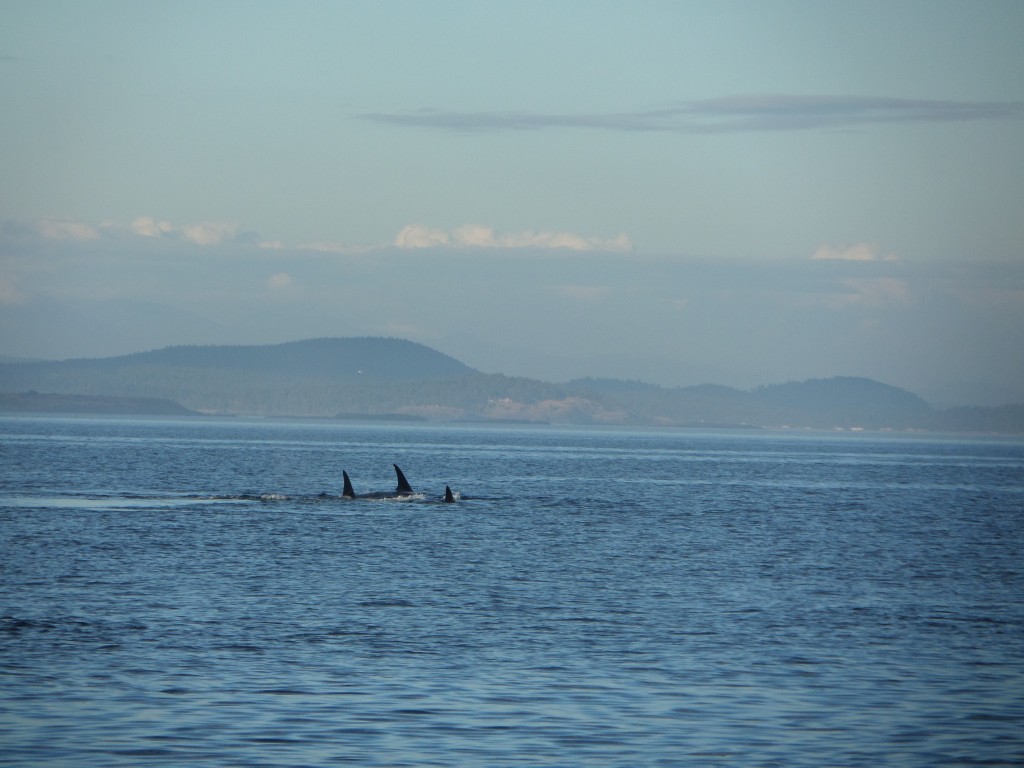 Wilderness International