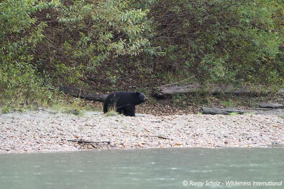 Wilderness International