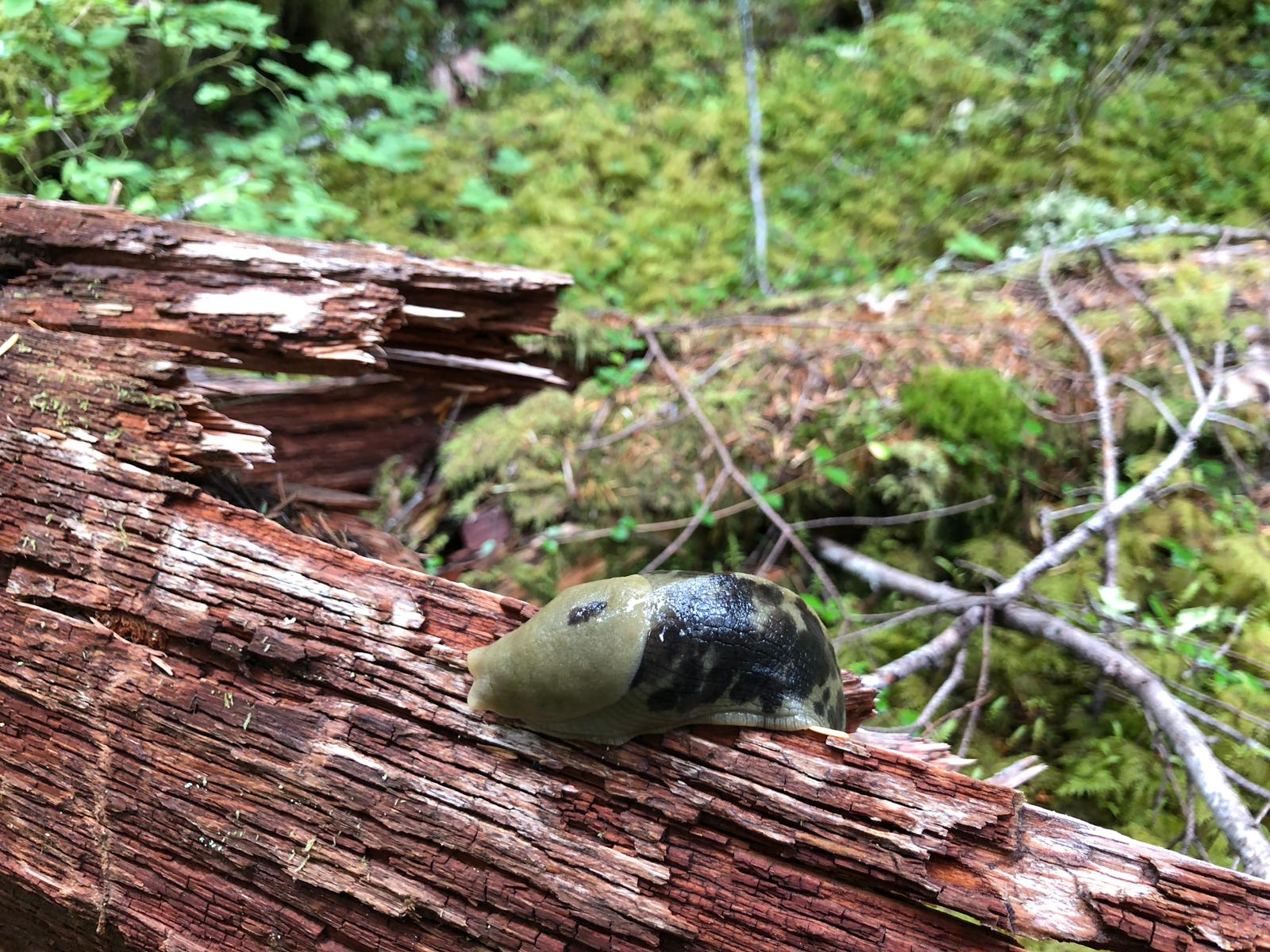 Wilderness International