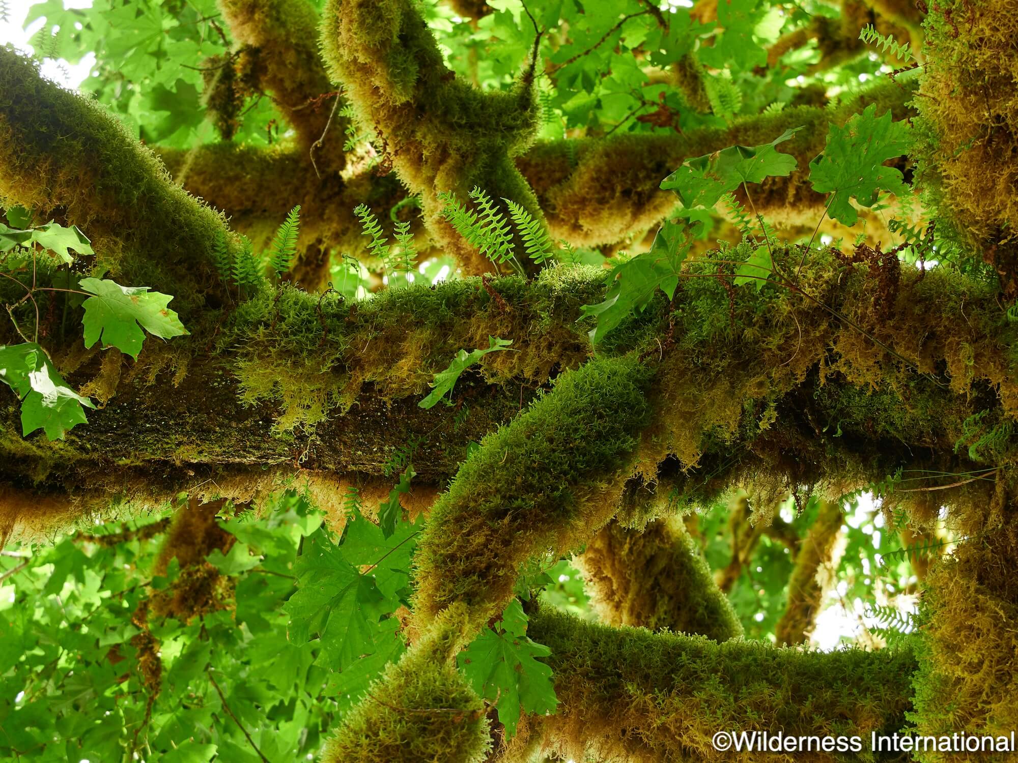 Wilderness International