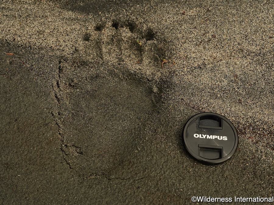 Wilderness International