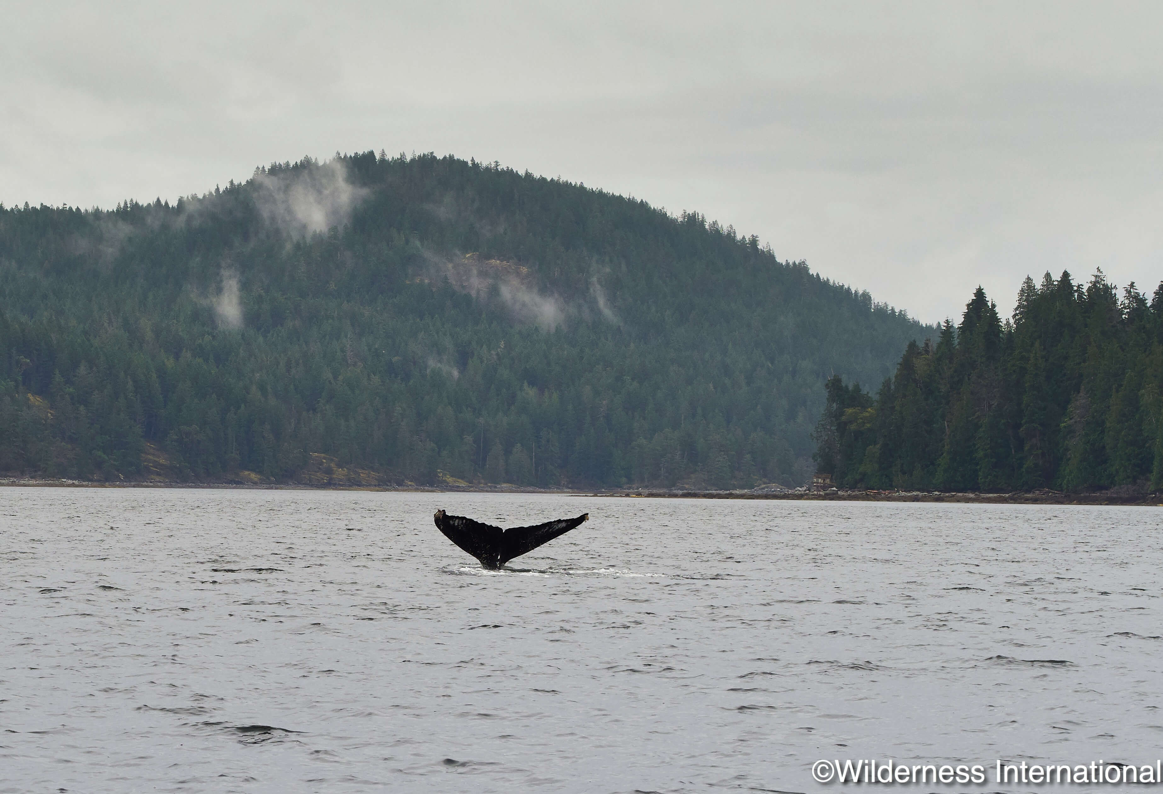 Wilderness International