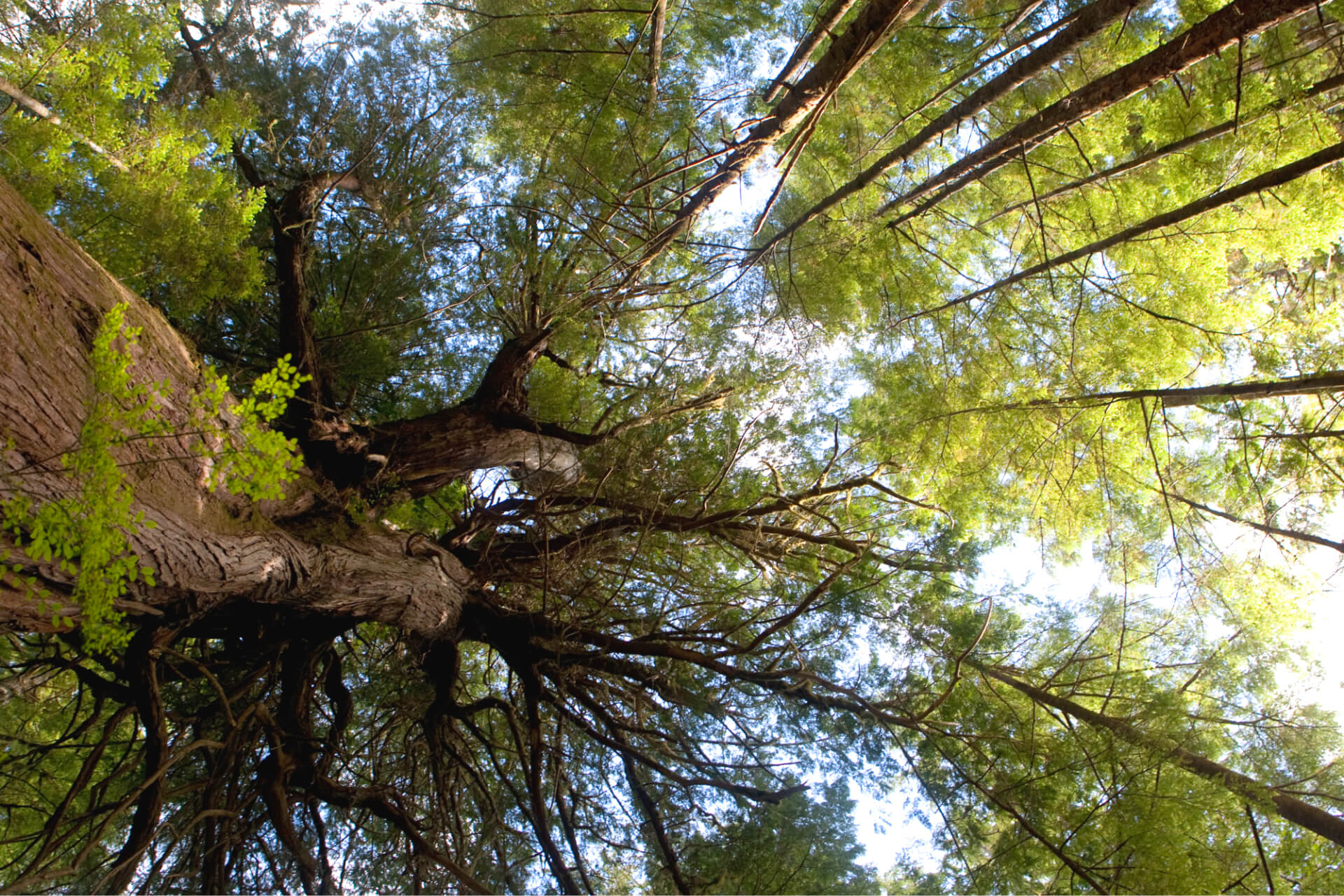 Wilderness International