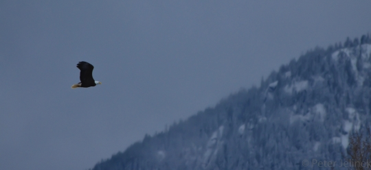 Wilderness International