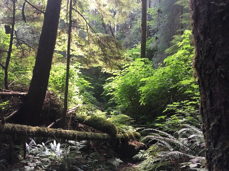 Wilderness International