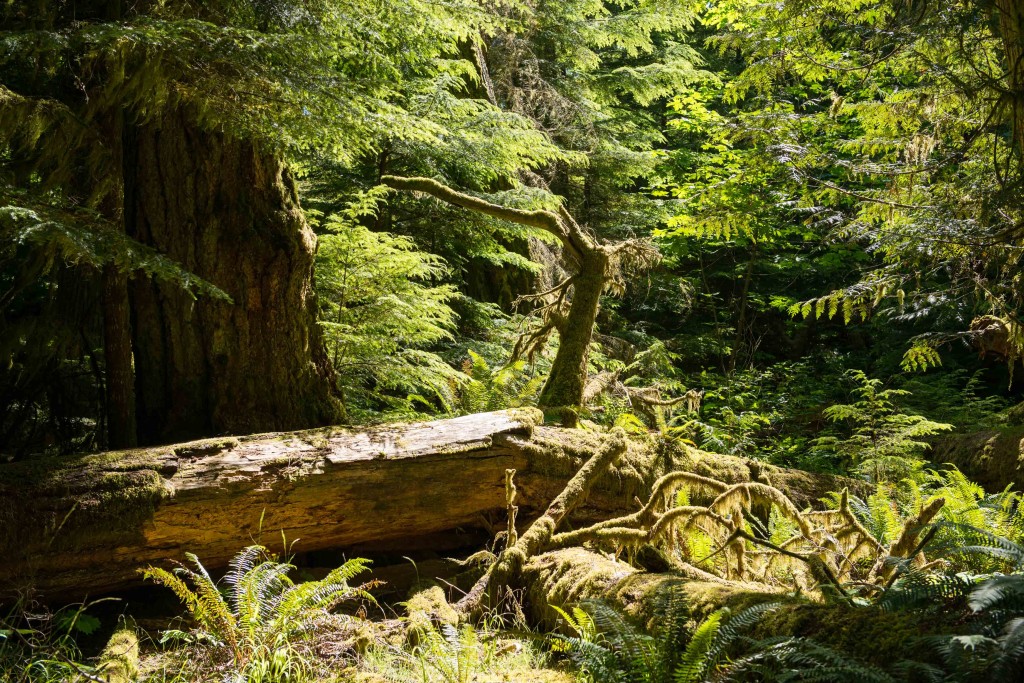 Wilderness International