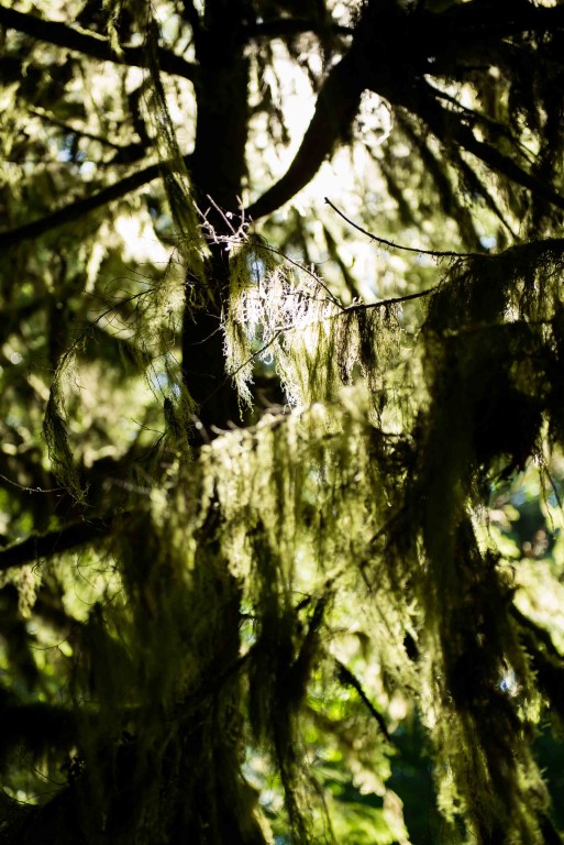 Wilderness International