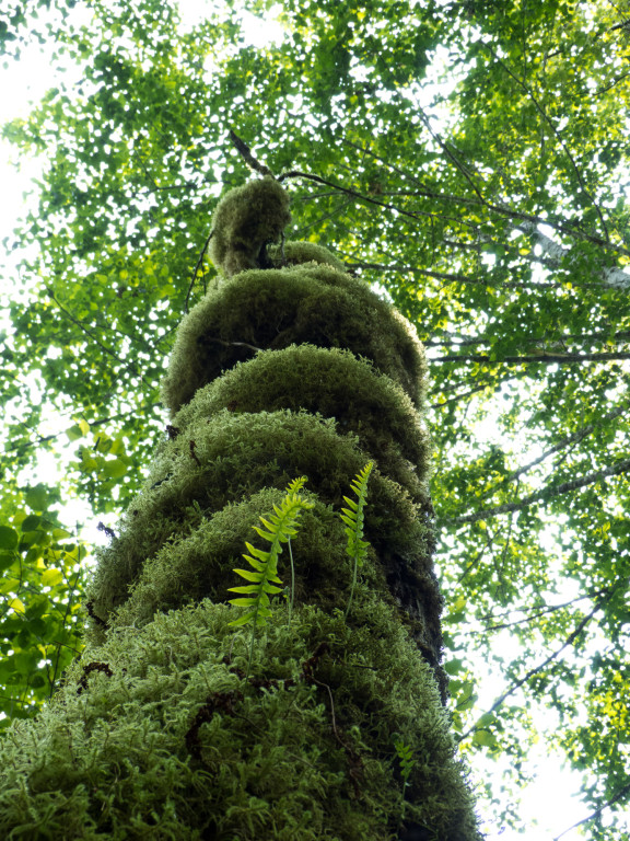 Wilderness International