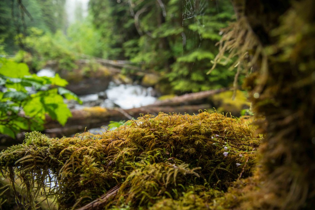 Wilderness International