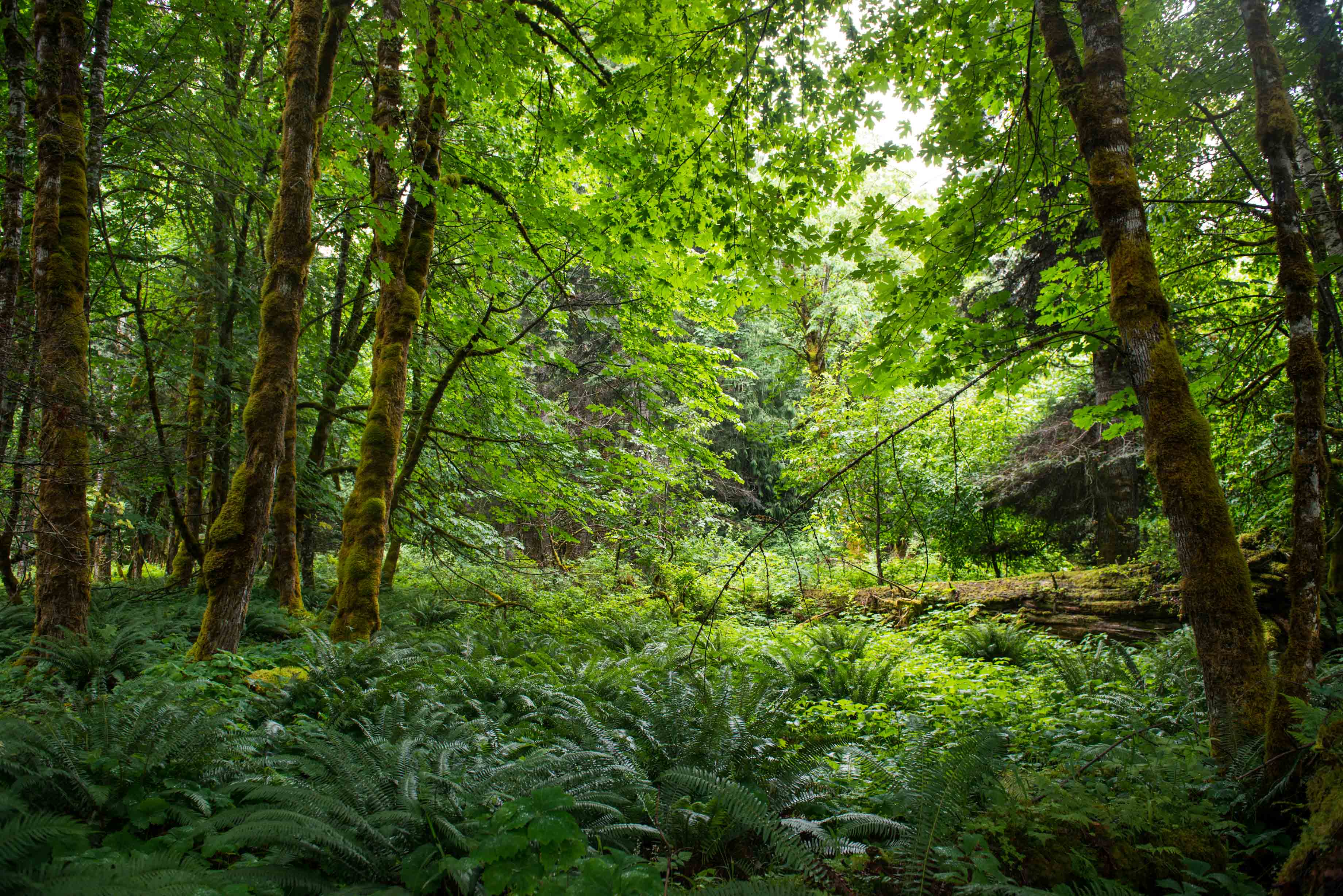 Wilderness International