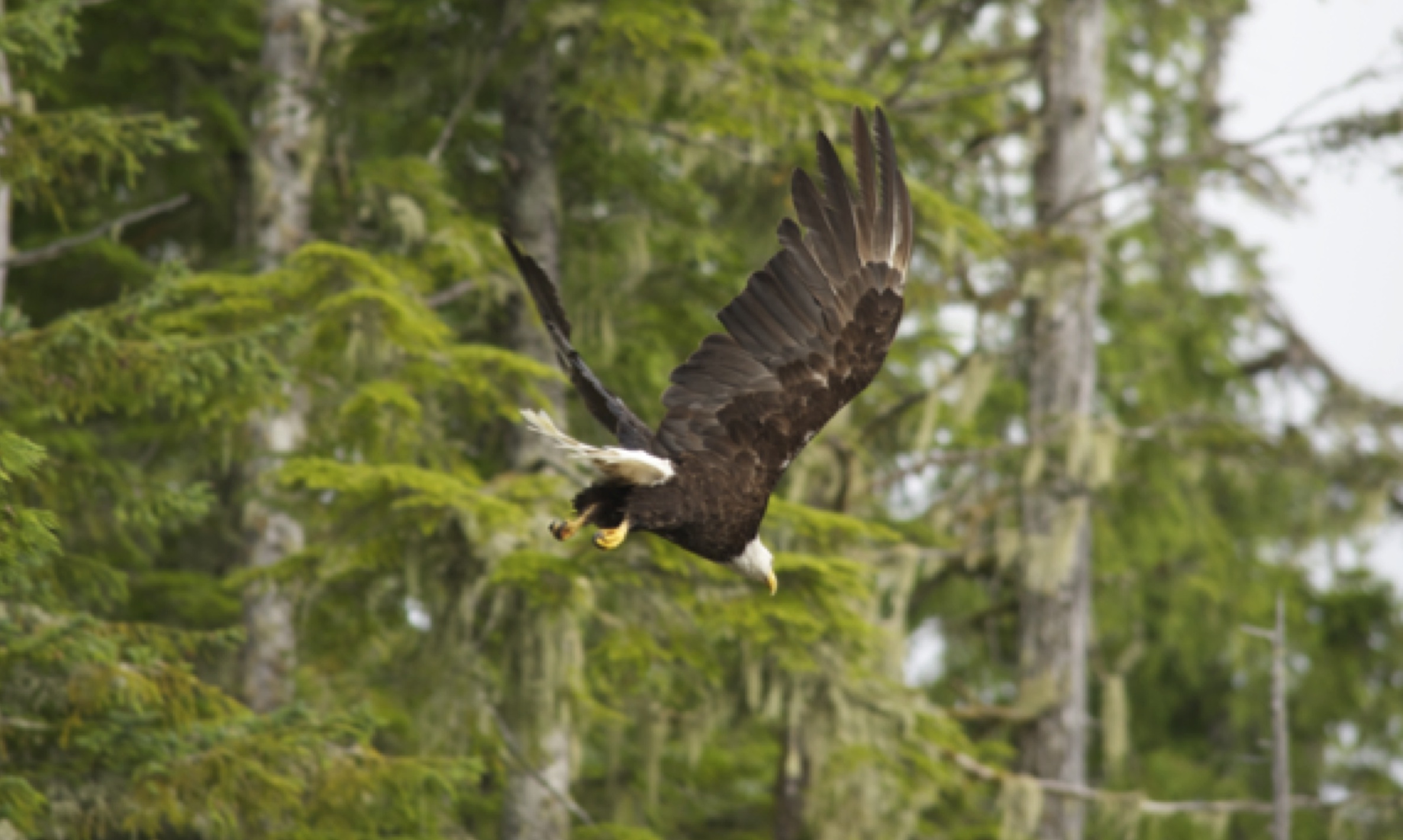 Wilderness International