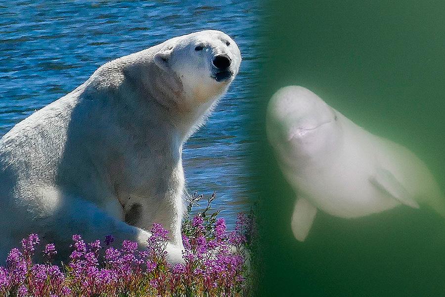 Wilderness International