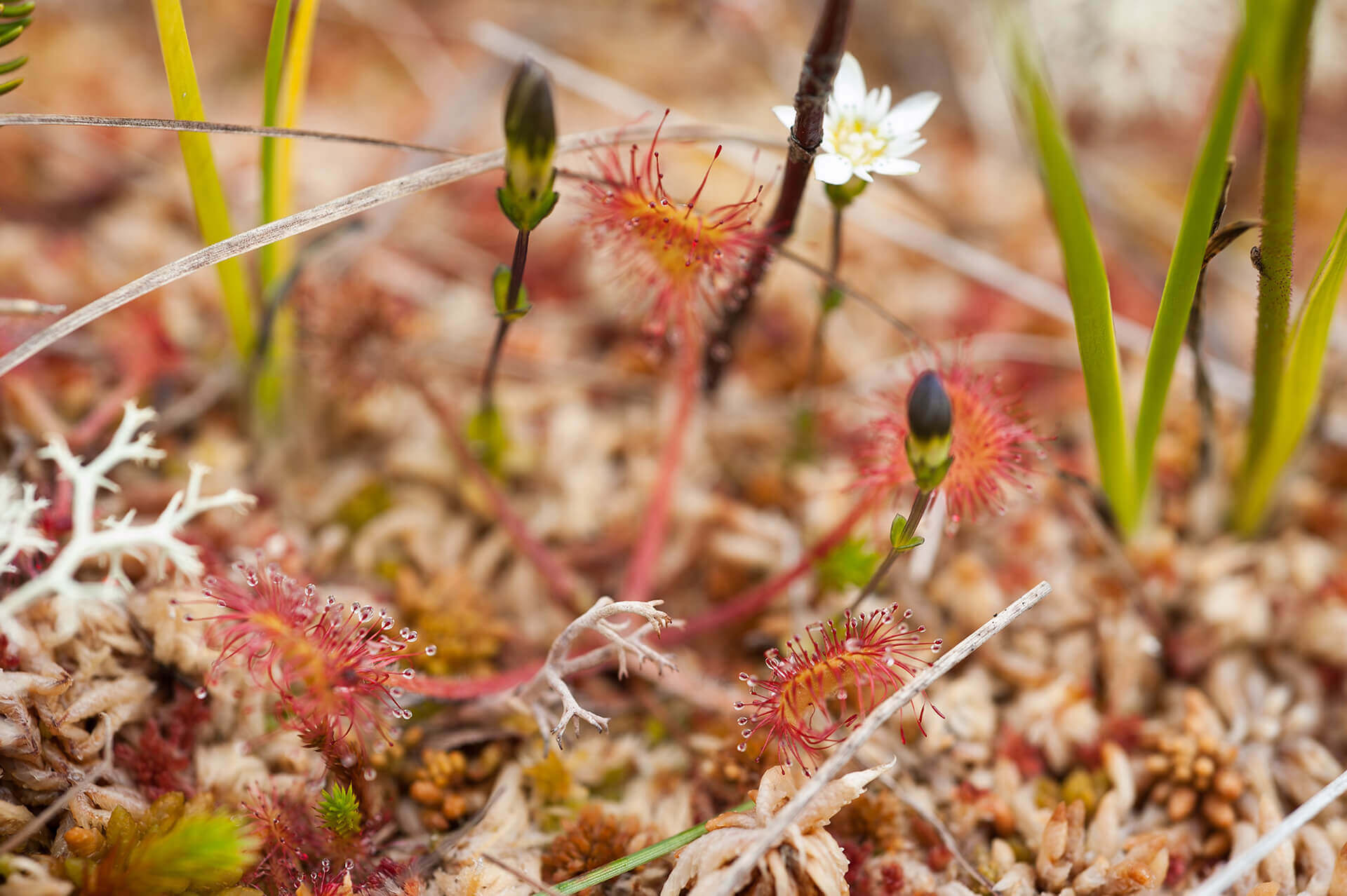 Wilderness International