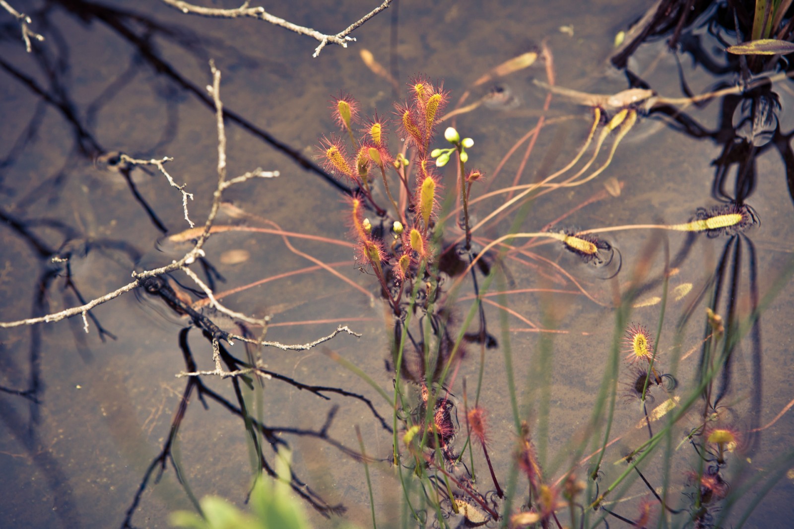 Wilderness International