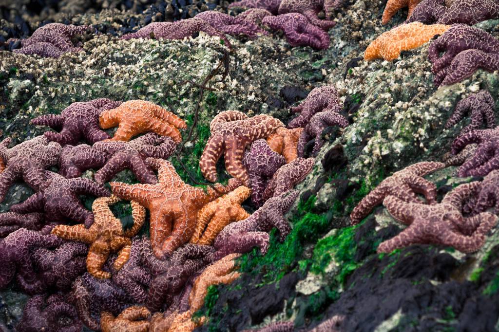 Wilderness International