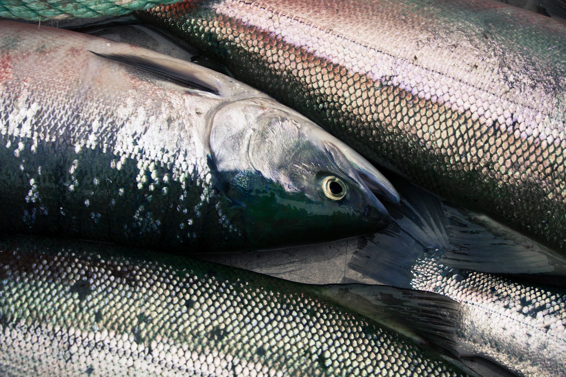 Wilderness International