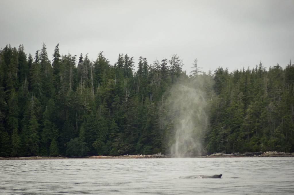 Wilderness International