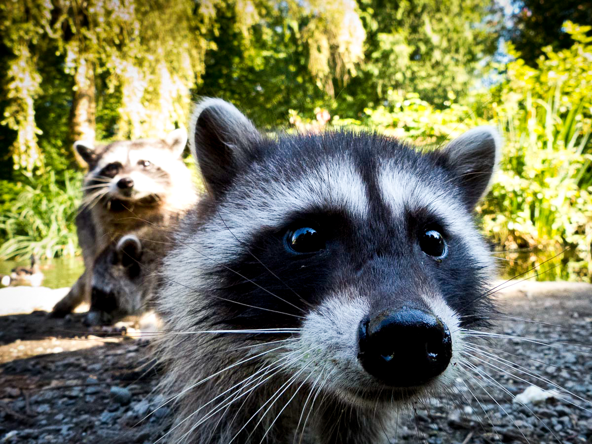 Wilderness International