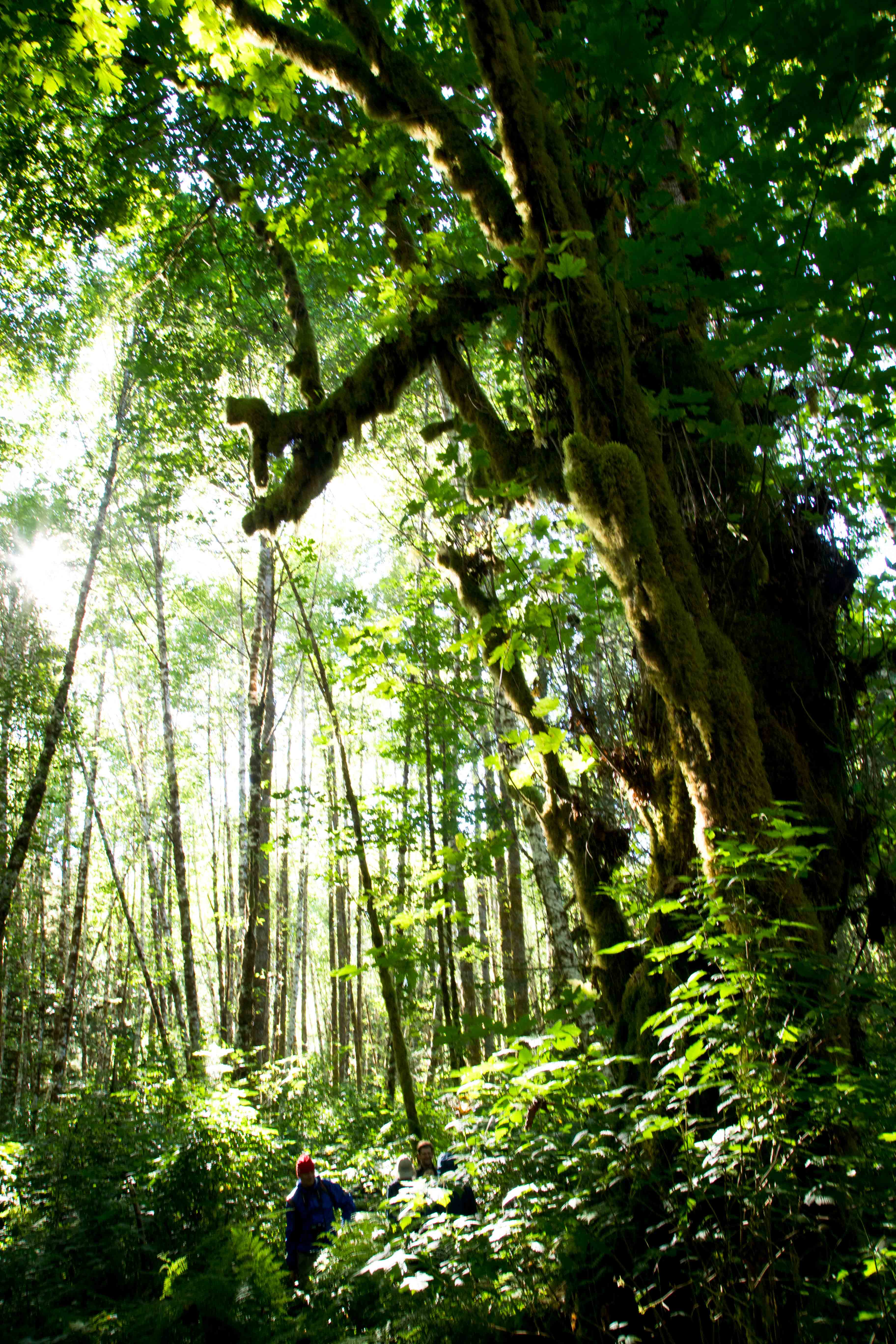 Wilderness International