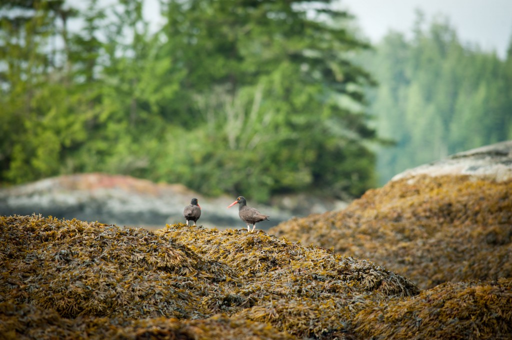 Wilderness International