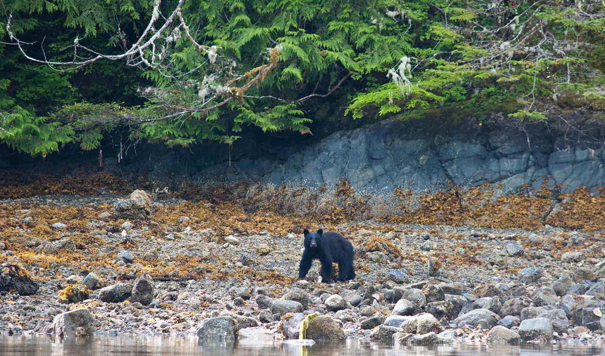 Wilderness International