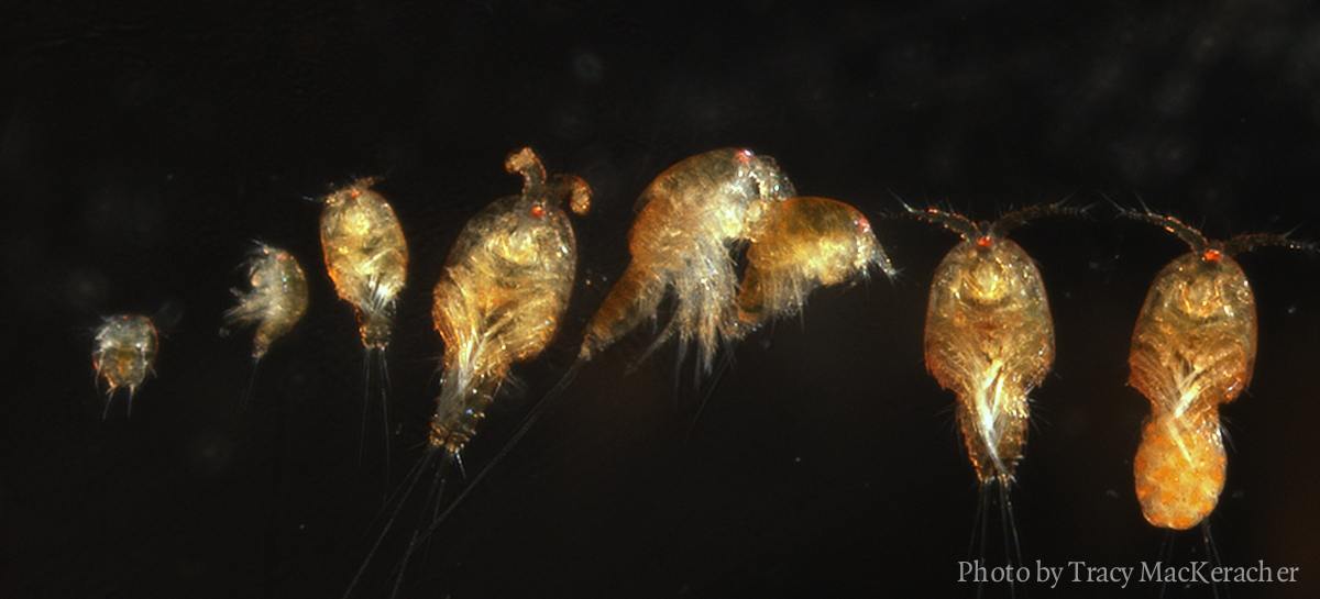 Wilderness International