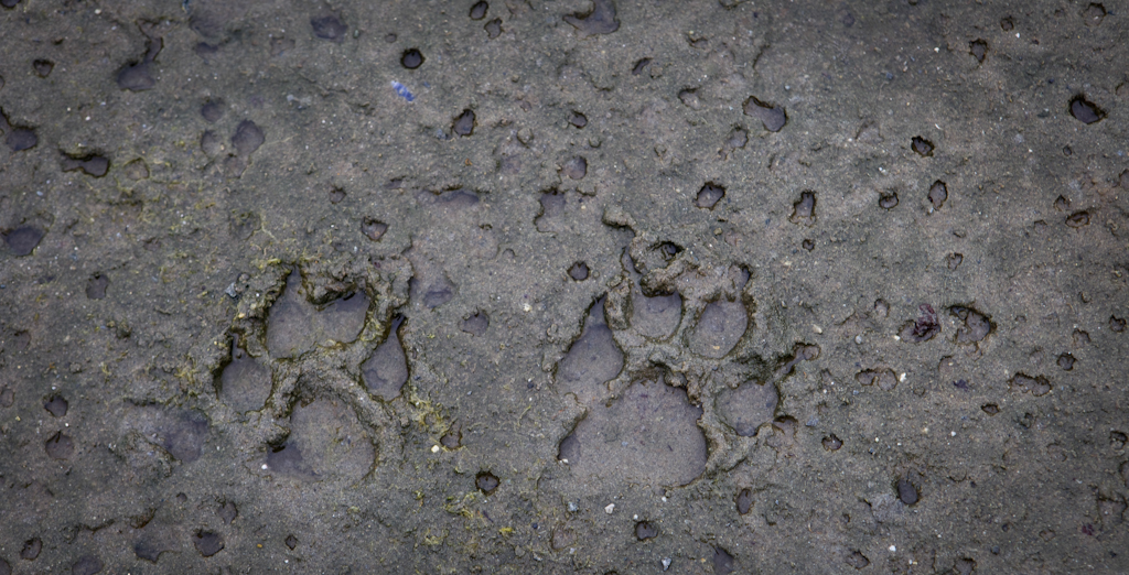 Wilderness International