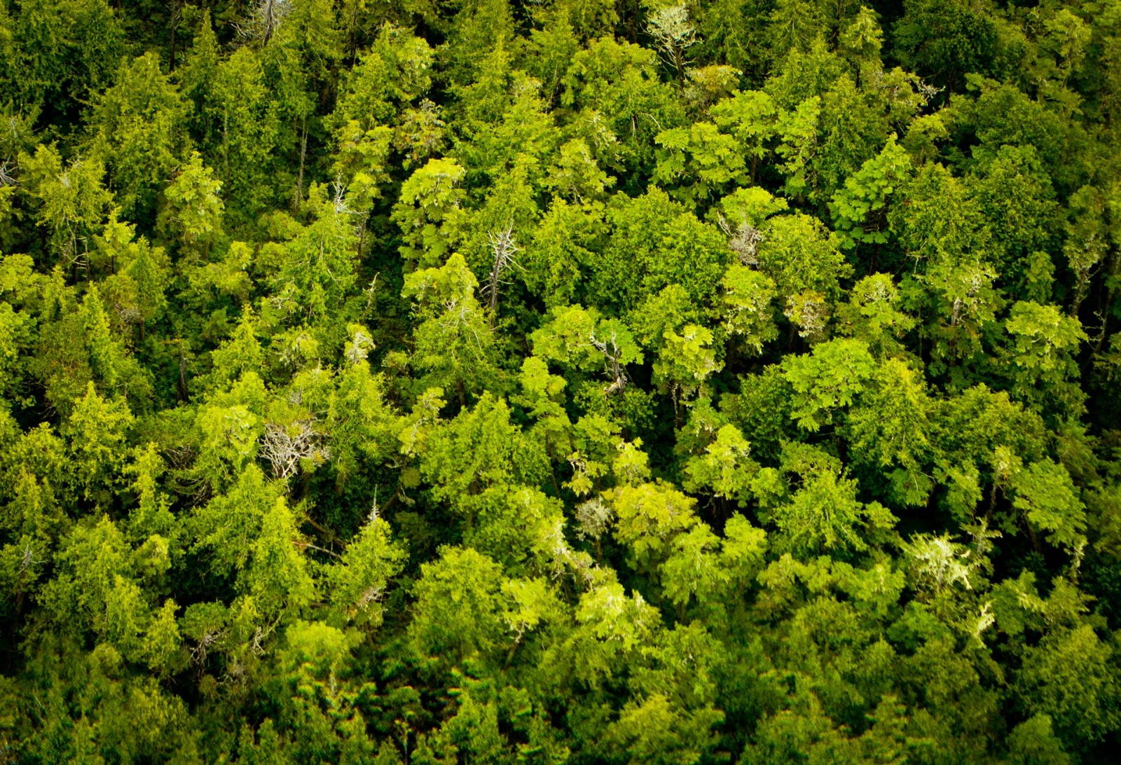 Wilderness International