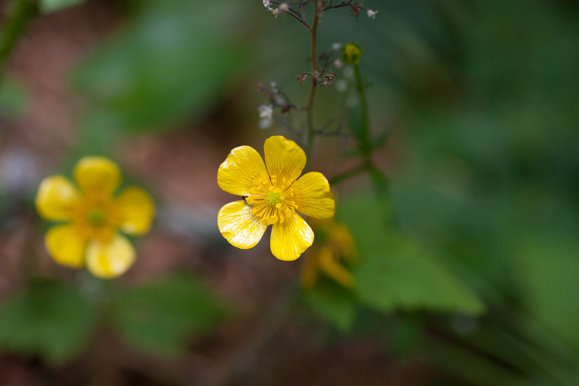 Wilderness International