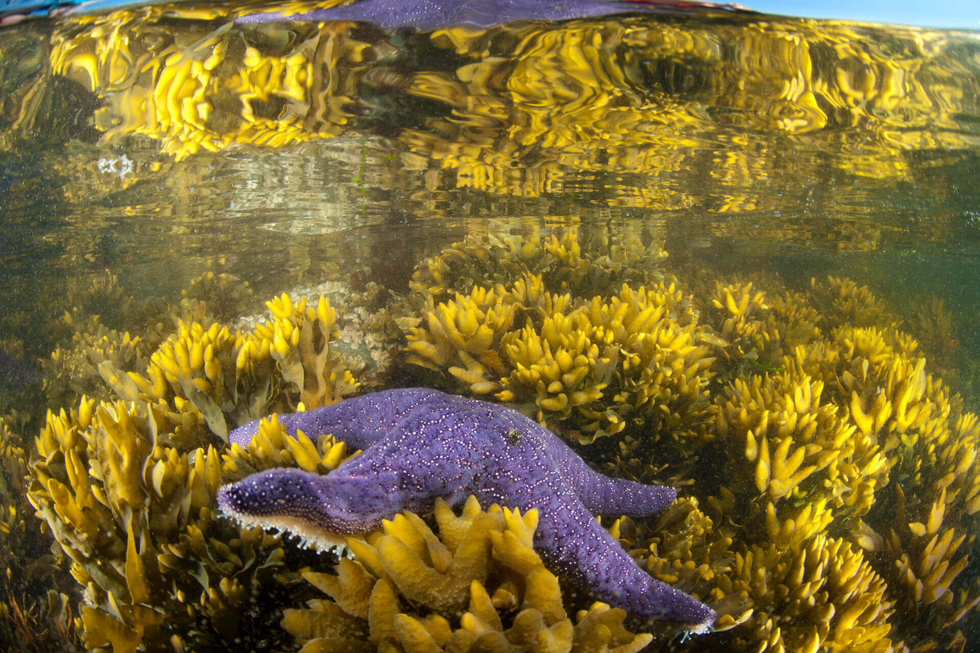 Wilderness International