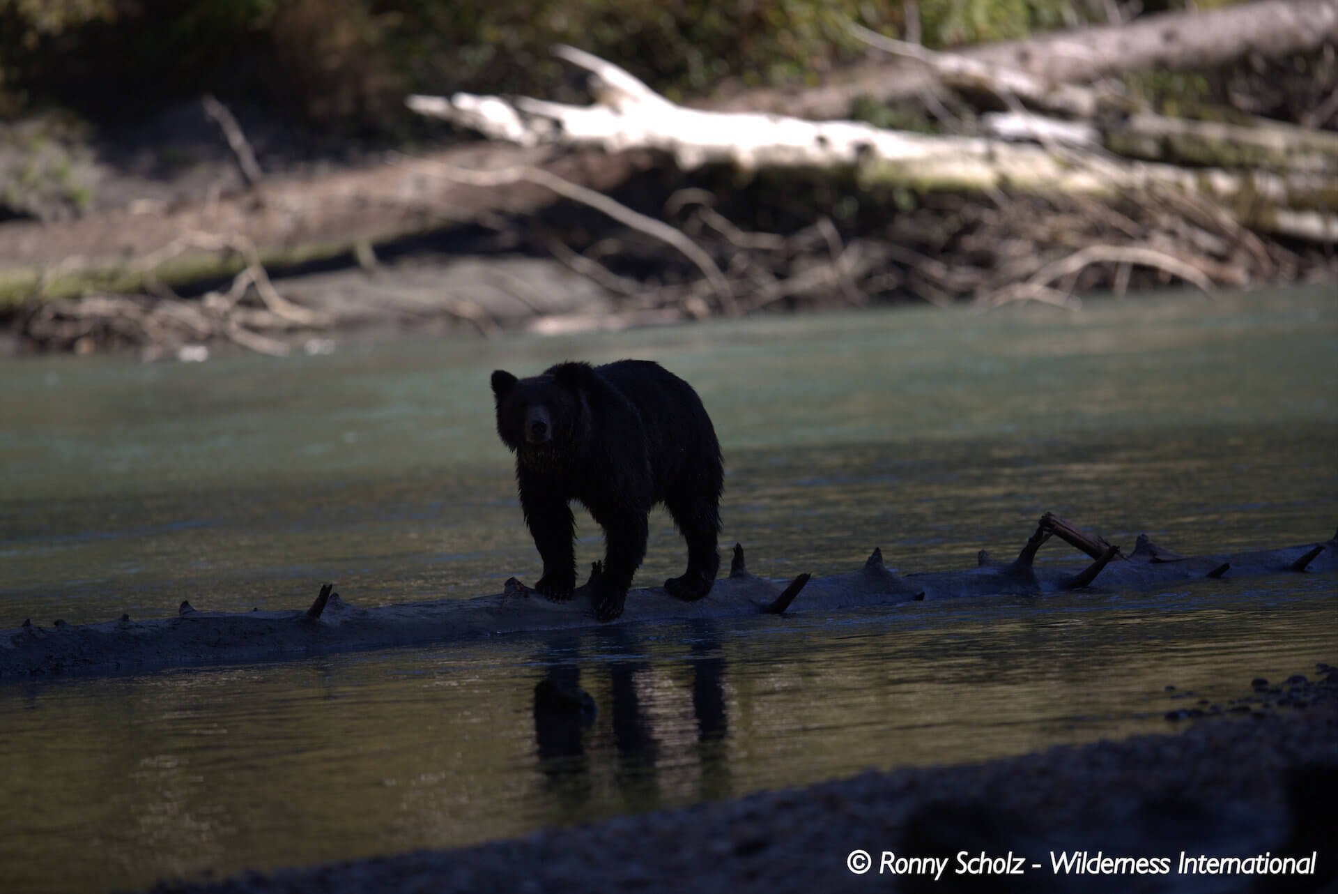 Wilderness International