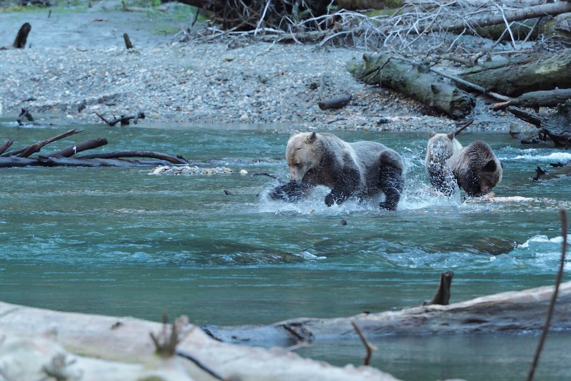 Wilderness International