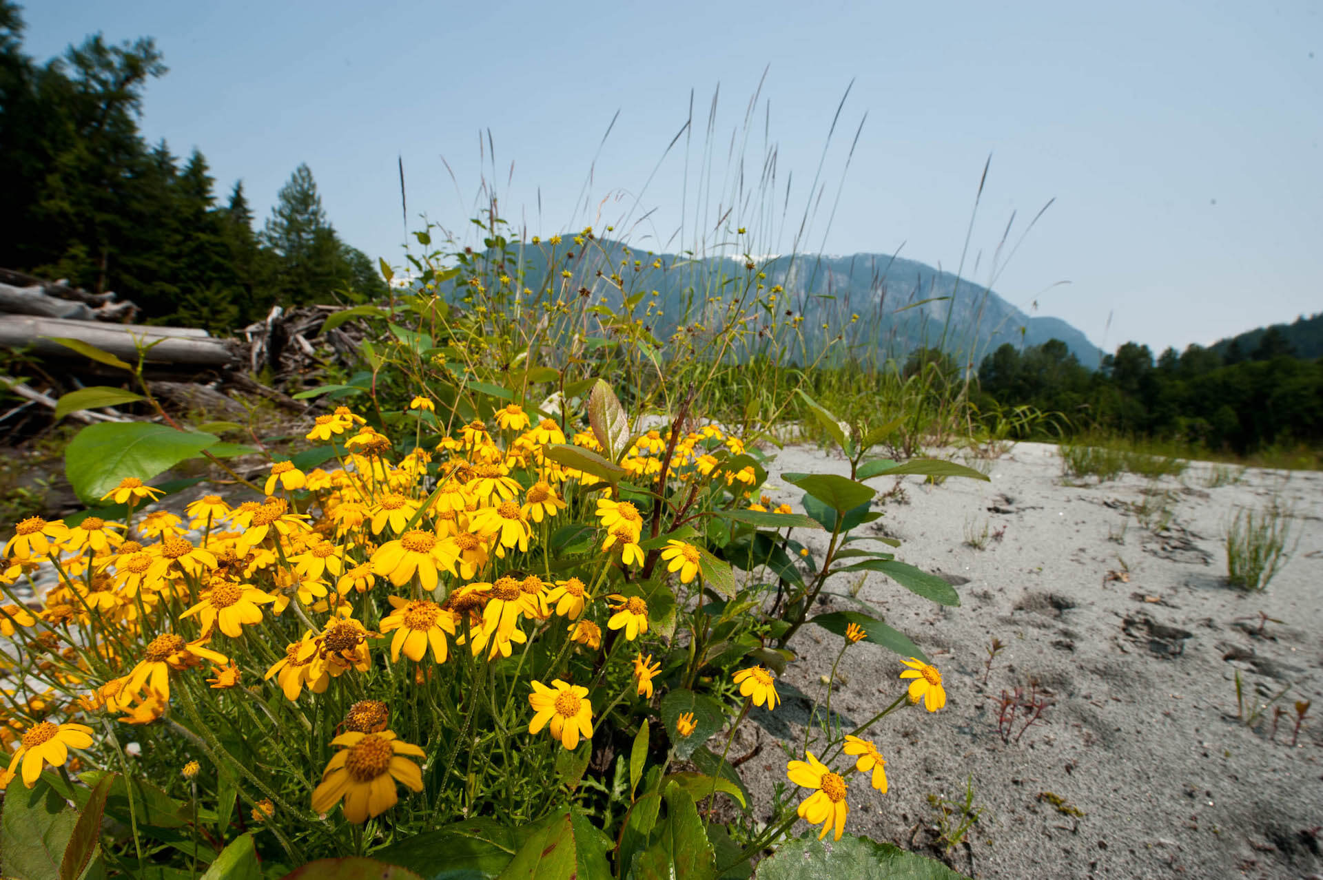 Wilderness International